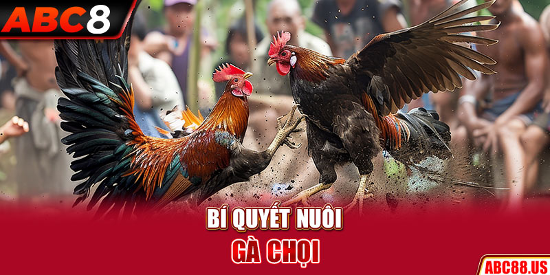 Bí quyết nuôi gà chọi hiệu quả từ A – Z cho các sư kê mới