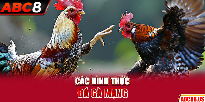 Đá gà mạng và tham khảo một số hình thức phổ biến hiện nay 